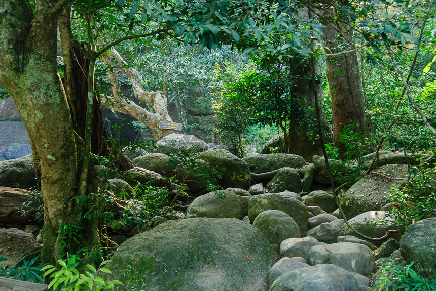 森林中的瀑布和覆盖苔的岩石流动运动溪流晴天美丽环境风景阳光森林娱乐图片