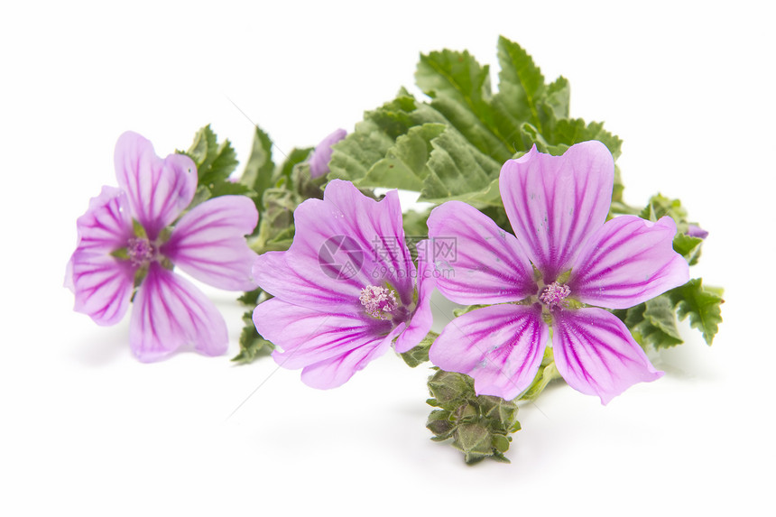 麦花花季节宏观花粉荒野植物紫色花瓣图片