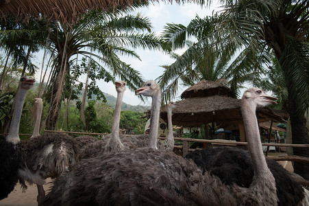 骆驼祥子素材农场上的一群子背景