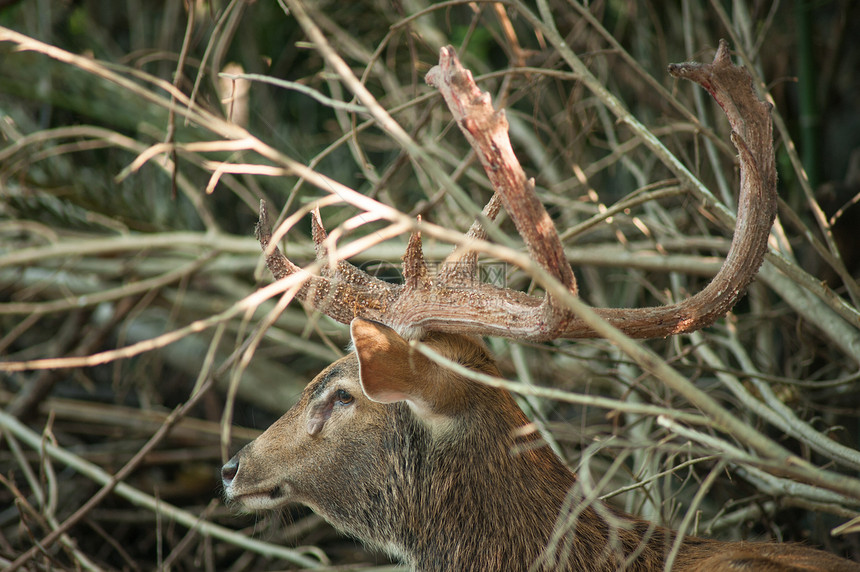 Siamese Eld的鹿耳朵猎人旅游国家动物园毛皮季节荒野鹿肉公园图片