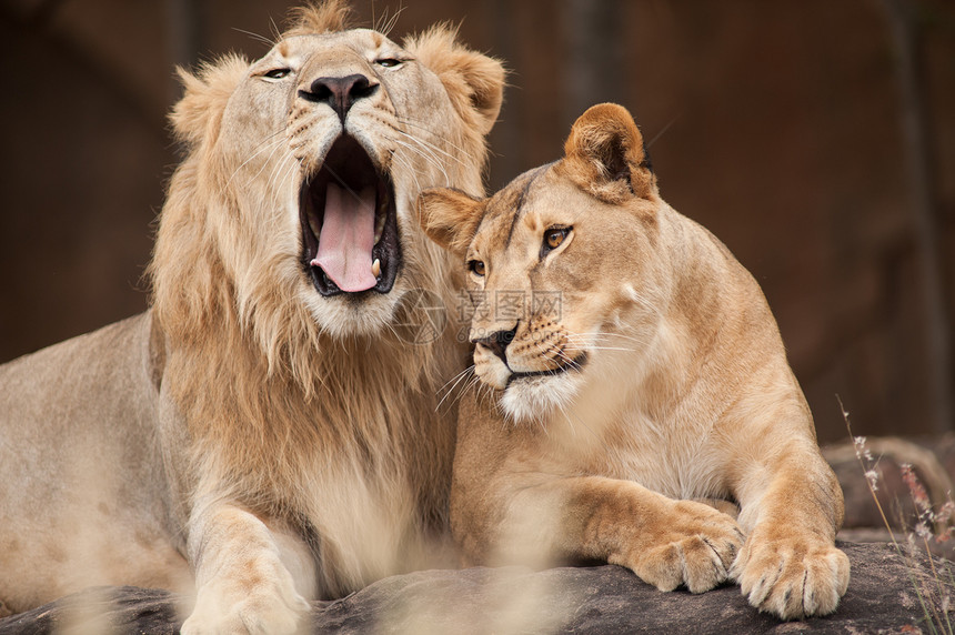 男狮子和女狮子图片