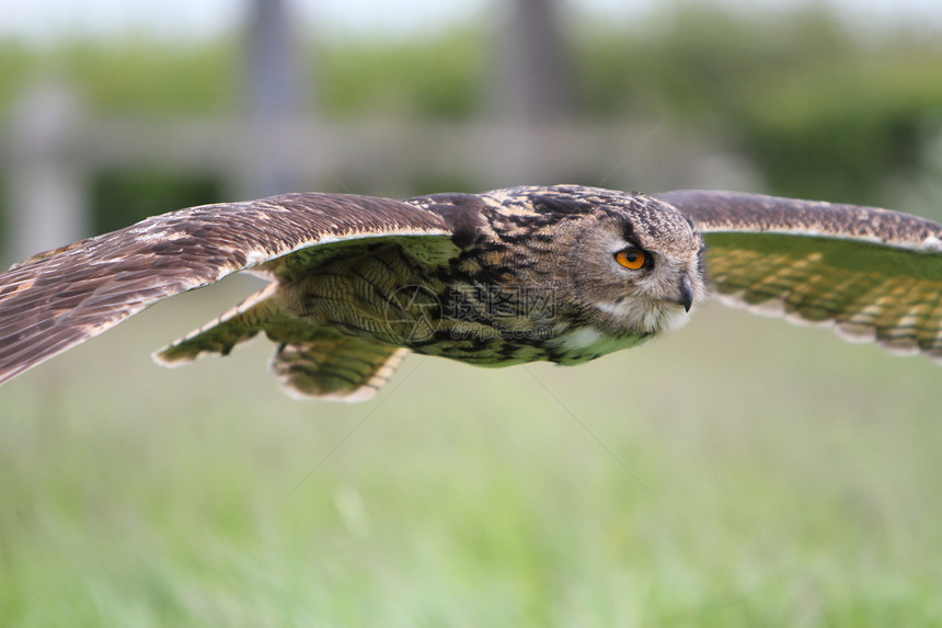 飞着鹰猫航班利爪飞行羽毛猎人野生动物捕食者图片