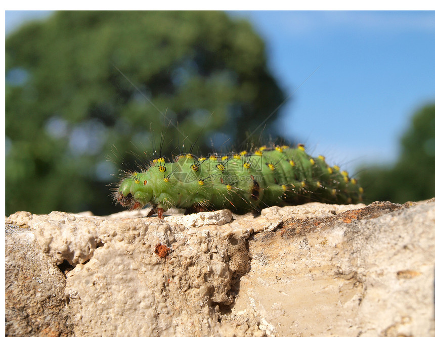 色彩多彩的毛毛虫漏洞生物昆虫幼虫野生动物鳞翅目宏观动物群害虫绿色图片