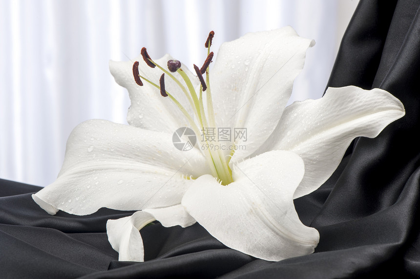 装饰背景结构海浪奢华白色窗帘插图热情衣服丝绸纺织品寝具图片