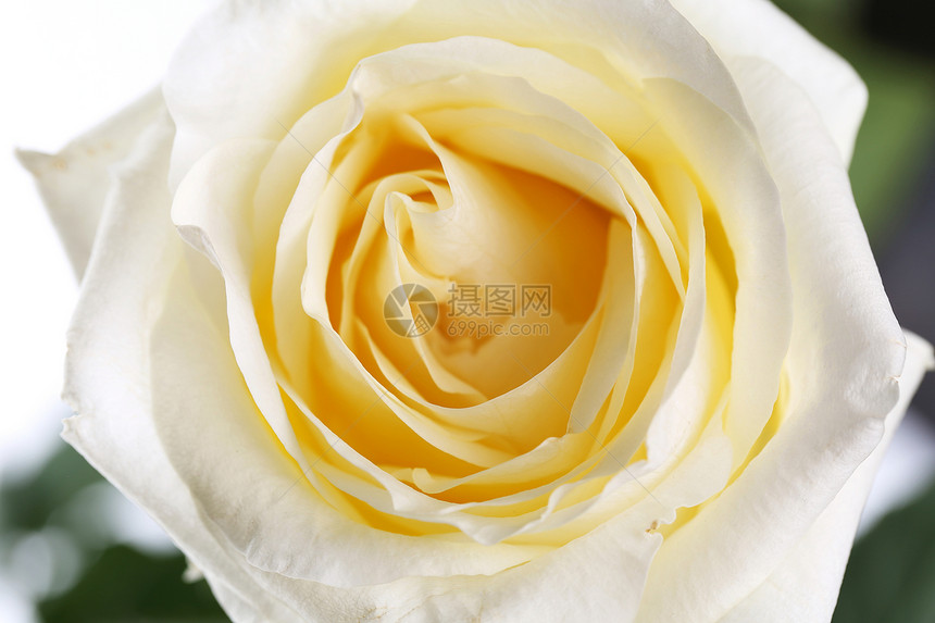美丽完美的白玫瑰花朵头图片
