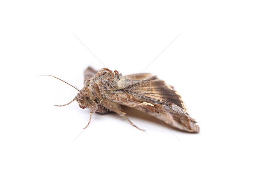 在白色背景上隔离的近距离飞蛾宏观翅膀鳞翅目昆虫学天线动物棕色漏洞昆虫图片