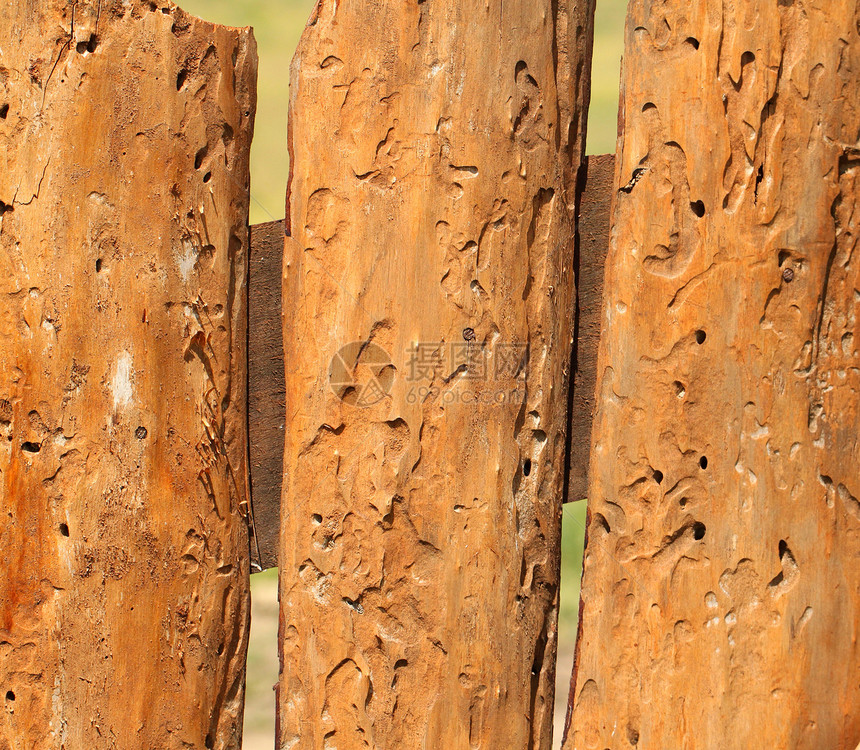 被昆虫吃掉的老板子皮肤树干历史材料木材松树谷仓林业木板腐蚀图片