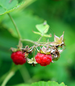 花园里的草莓植物叶子绿色树叶红色摸索覆盆子甘蔗阳光衬套背景图片