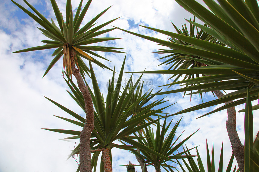 热带热带棕榈树棕色异国情调植物群树木棕榈白色蓝色天空植被图片