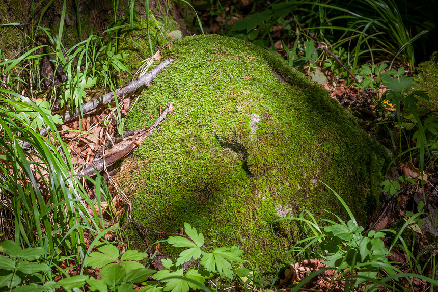 森林里有苔的石头木头苔藓风景绿色植物公园环境地衣叶子荒野图片