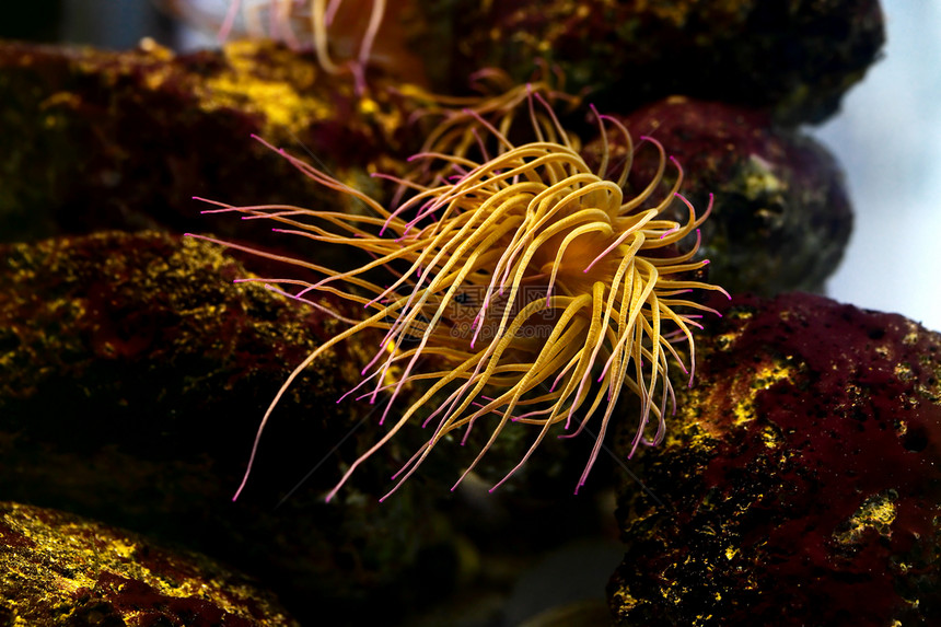 海葵生活海洋生物水居捕食者海洋生物学游泳荒野动物生物图片
