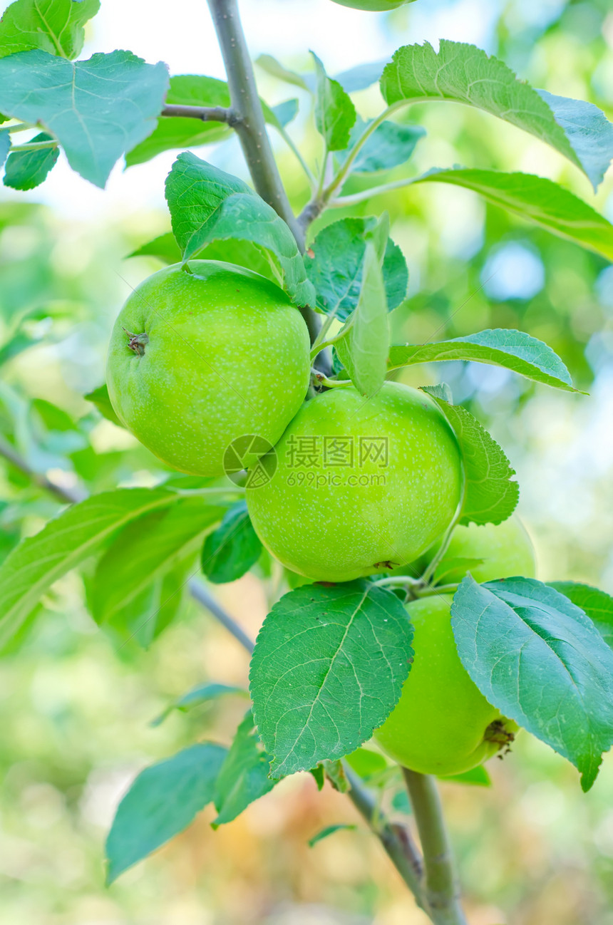 树上的苹果植物饮食农场生长水果小吃果园收成花园叶子图片