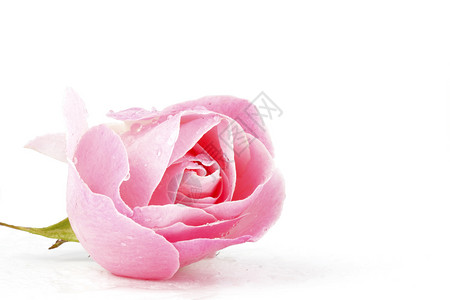 互动有礼粉红玫瑰 有水滴香味礼物脆弱性工作室花瓣飞沫玫瑰生长植物群婚礼背景