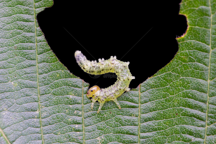 小毛毛虫吃绿叶系统动物害虫叶蜂破坏绿色幼虫叶子动物群松树图片