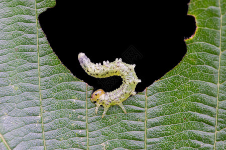 丙氨酸小毛毛虫吃绿叶系统动物害虫叶蜂破坏绿色幼虫叶子动物群松树背景