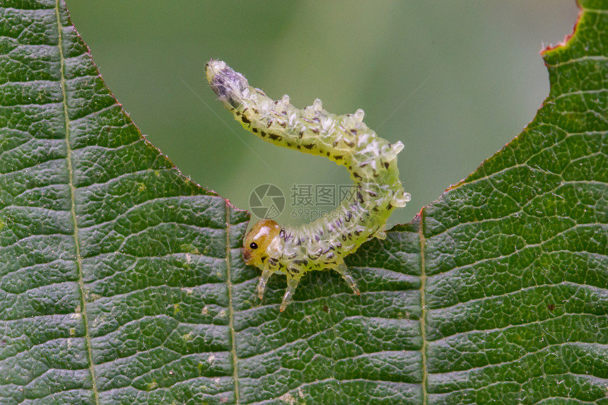 小毛毛虫吃绿叶动物幼虫绿色松树动物群系统叶子叶蜂破坏害虫图片