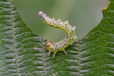 小毛毛虫吃绿叶动物幼虫绿色松树动物群系统叶子叶蜂破坏害虫背景图片