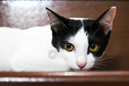泰泰铢虎斑胡须小猫猫咪宠物动物眼睛毛皮猫科高清图片