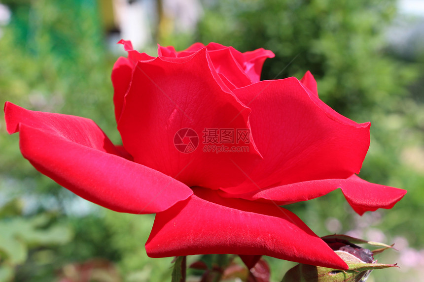 鲜花 大自然植物红色绿色花瓣玫瑰粉色图片