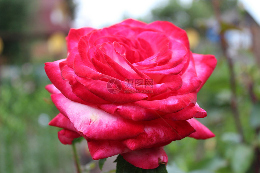 鲜花 大自然花瓣植物红色玫瑰粉色绿色图片