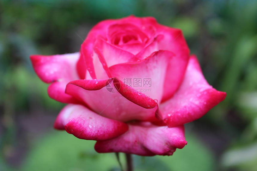 鲜花 大自然植物红色粉色花瓣玫瑰绿色图片