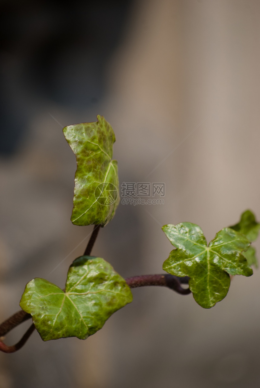 常数叶子花园绿色园艺植物树叶图片