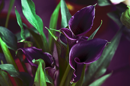 三支紫色马蹄莲优雅的紫色辣椒百合情调生活卡片树叶黑色花园异国背景