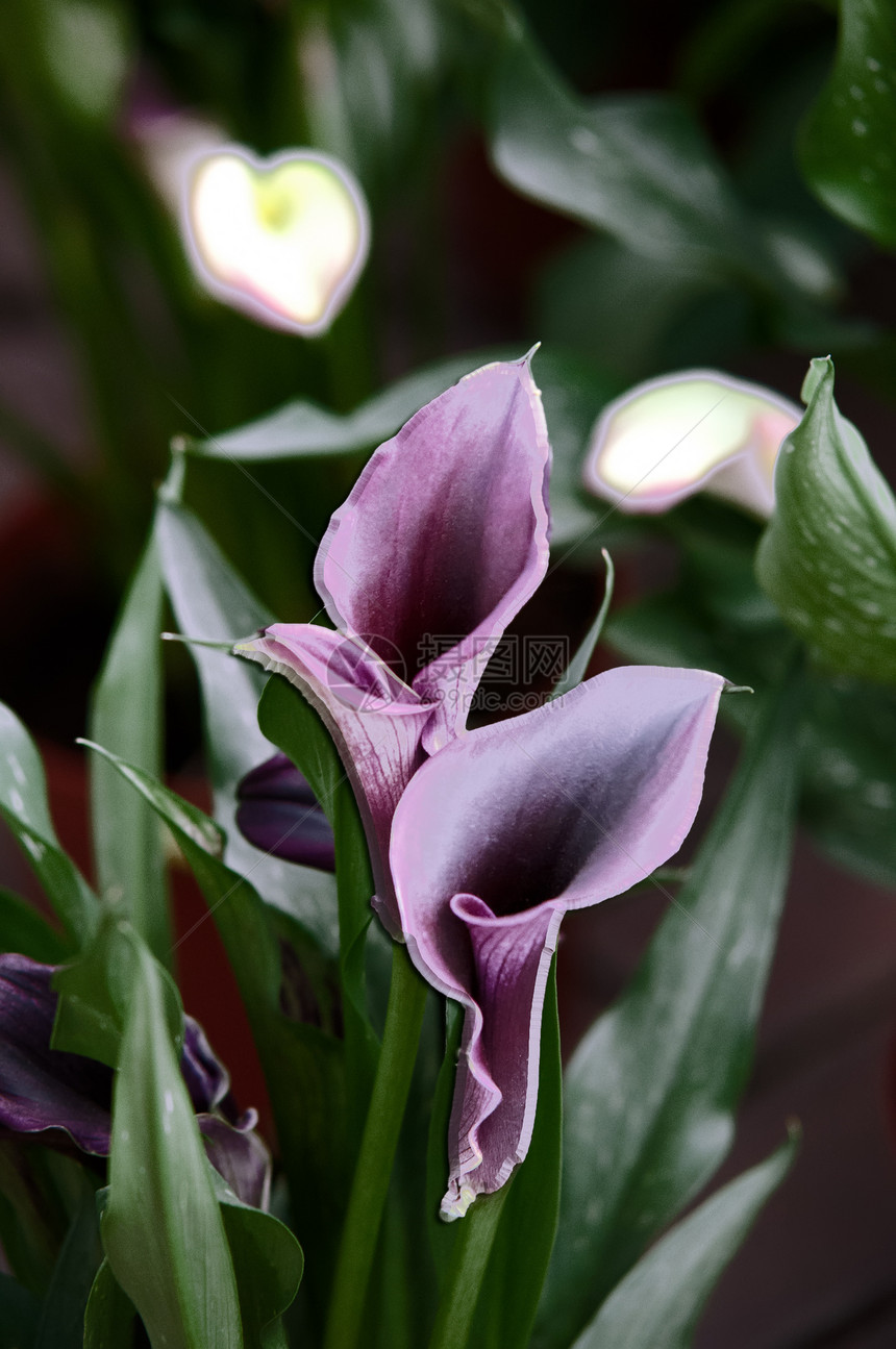 优雅的紫色辣椒百合卡片情调异国树叶黑色生活花园图片