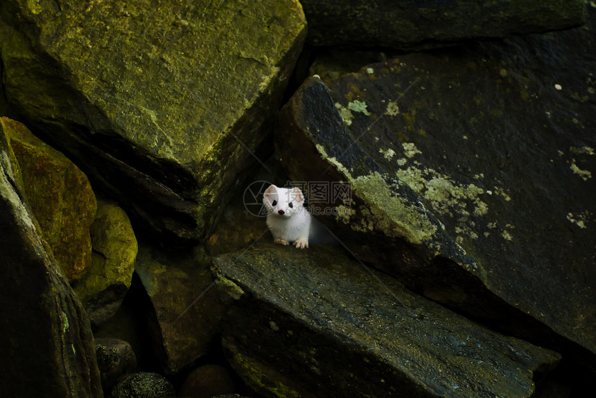 口头海岸鼬鼠景观岩石图片