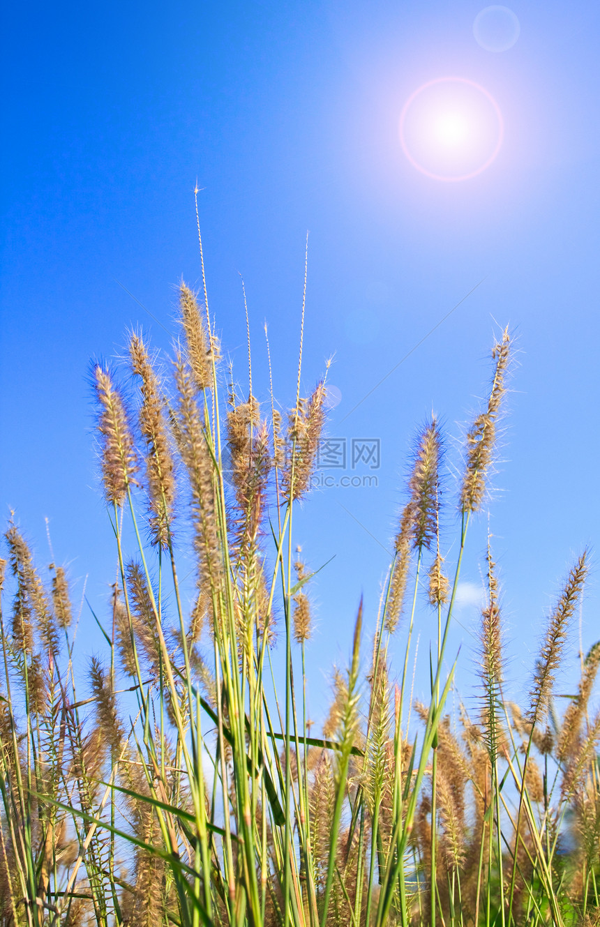草绿色植被太阳农作物晴天生长土地日落蓝色阳光图片