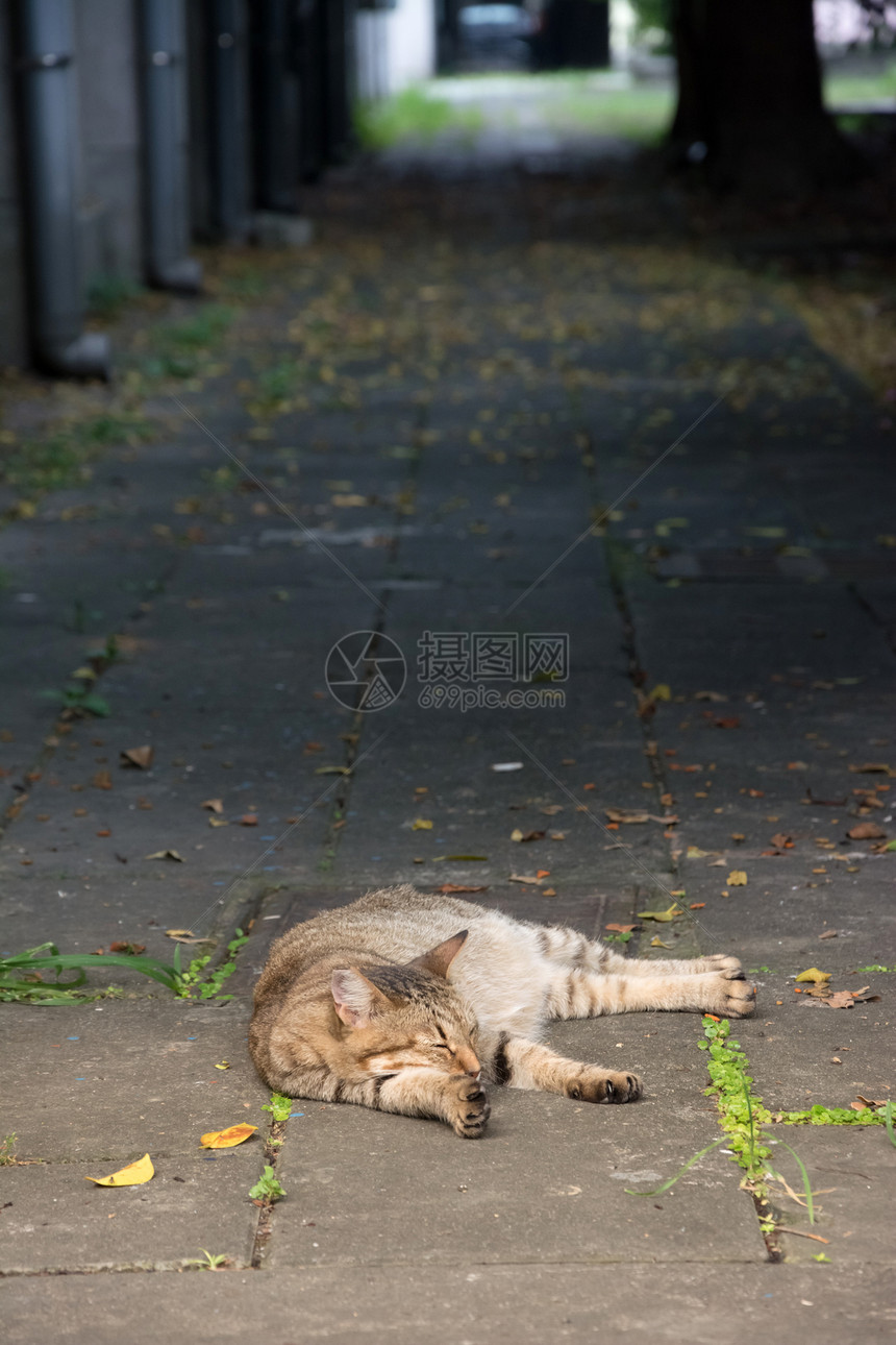 Stray 标签猫虎斑毛皮生活荒野流浪哺乳动物场景小憩街道城市图片