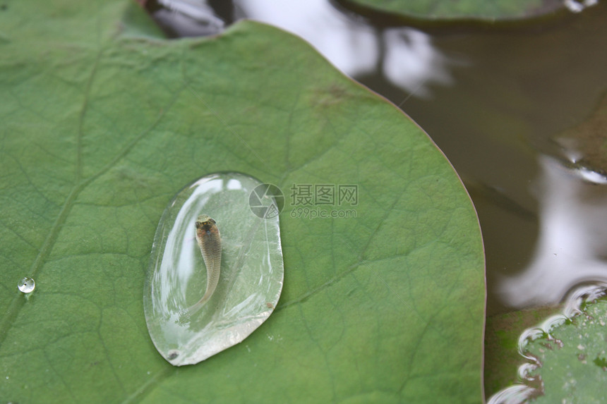 水是生命绿色生活叶子女贞池塘图片