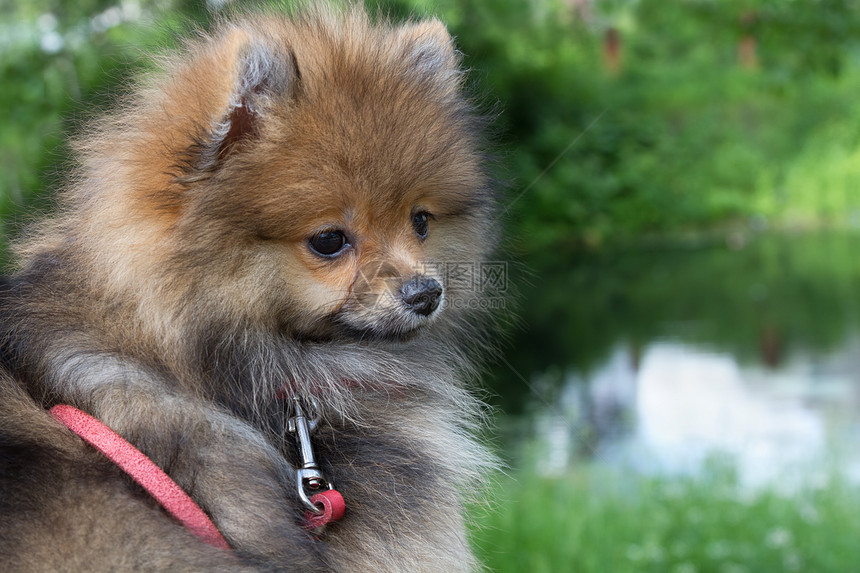 德国吐司毛皮猎犬犬类展览宠物小狗棕色图片