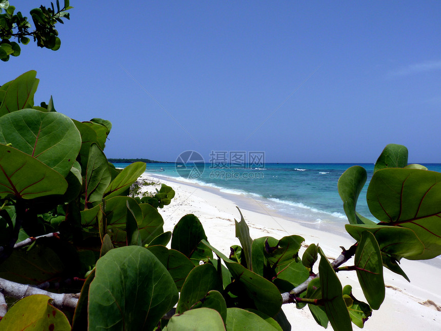 热带热带海滩假期名人黑貂日记乐园拉贡乔木视觉图片