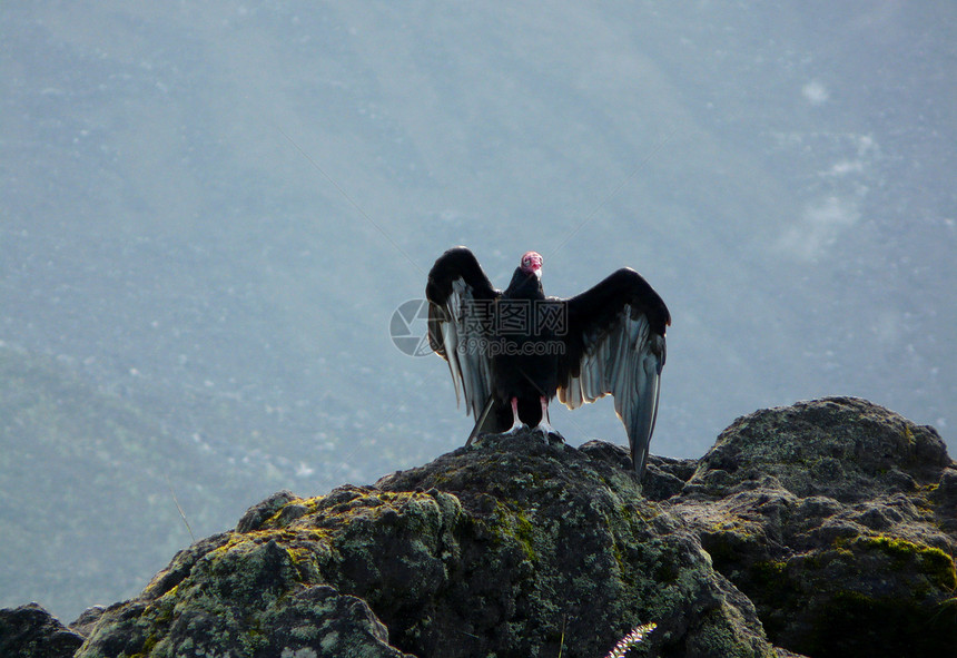 土耳其秃鹫地面清道夫皮肤火山猎物丛林岩石光环热带翅膀图片