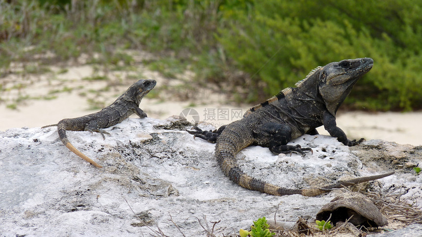 Iguanas岛岩石宠物野外动物爬行动物蓝色野生动物生物体太阳保护区爬虫图片