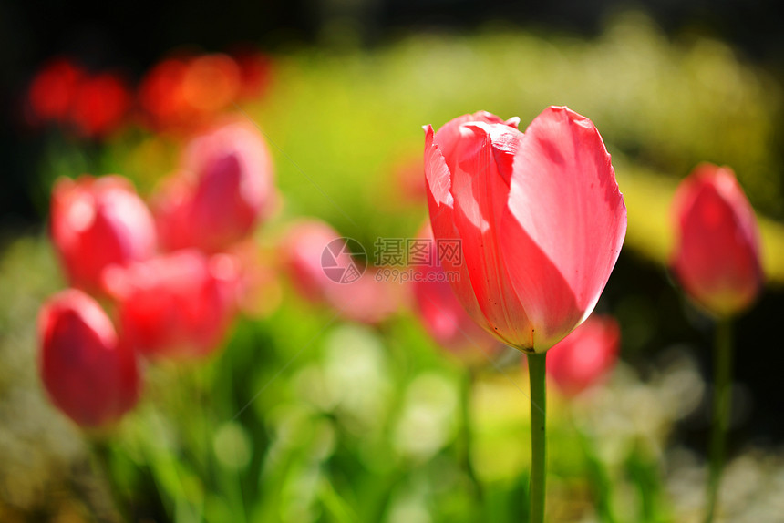 粉色郁金香花朵花瓣公园太阳绿色园艺花期色彩植物花园图片
