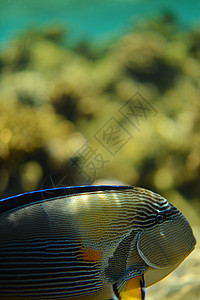 红海中常见的鱼埃及红海的鱼类背景
