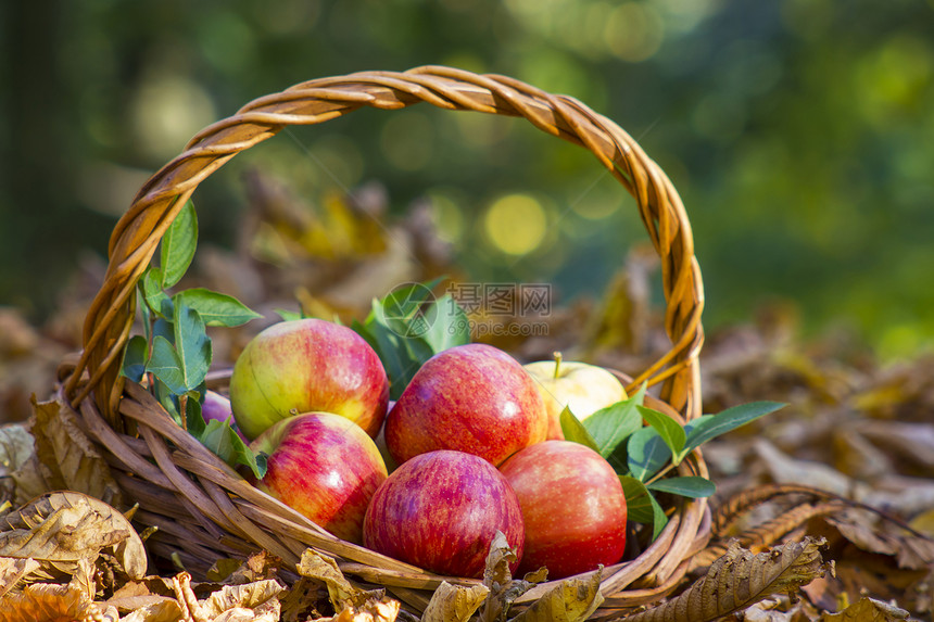 秋天花园篮子里的新鲜苹果食物收成生态园艺背景树叶感恩农业生物叶子图片