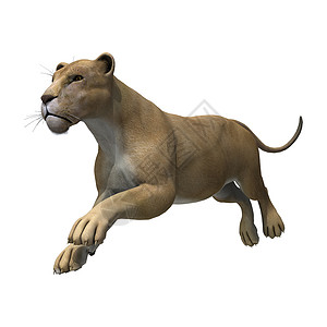 奔跑的狮子狮子狮座野生动物插图力量猎人动物领导者跑步白色母狮生物背景