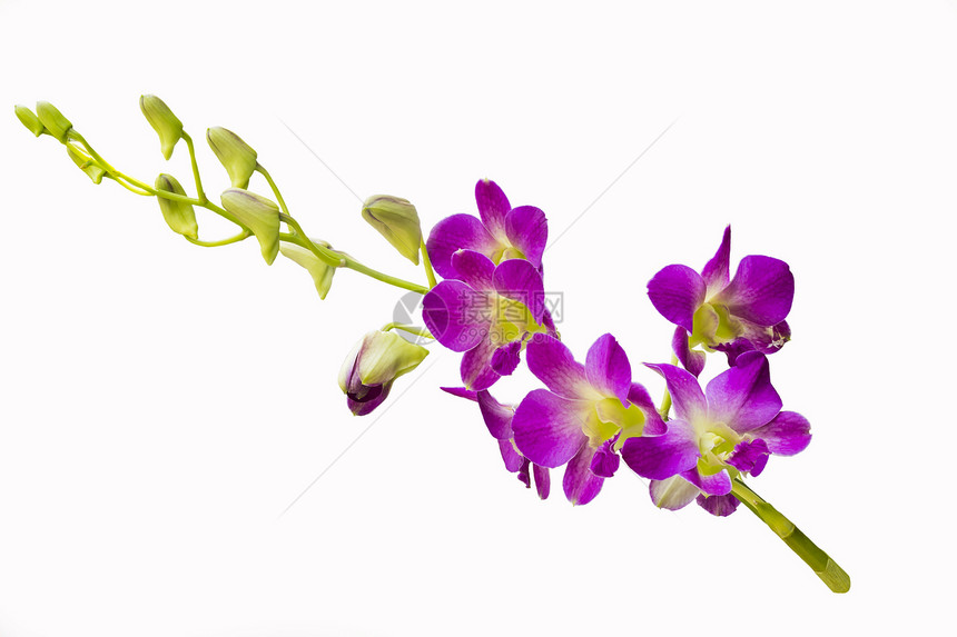 美丽的兰花花花植物群情调墙纸婚礼花束粉色异国活力温泉紫色图片
