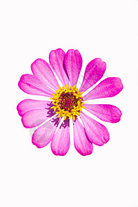 粉色锌花花季节植物学白色花瓣黄色种子花园生长花粉红色背景图片