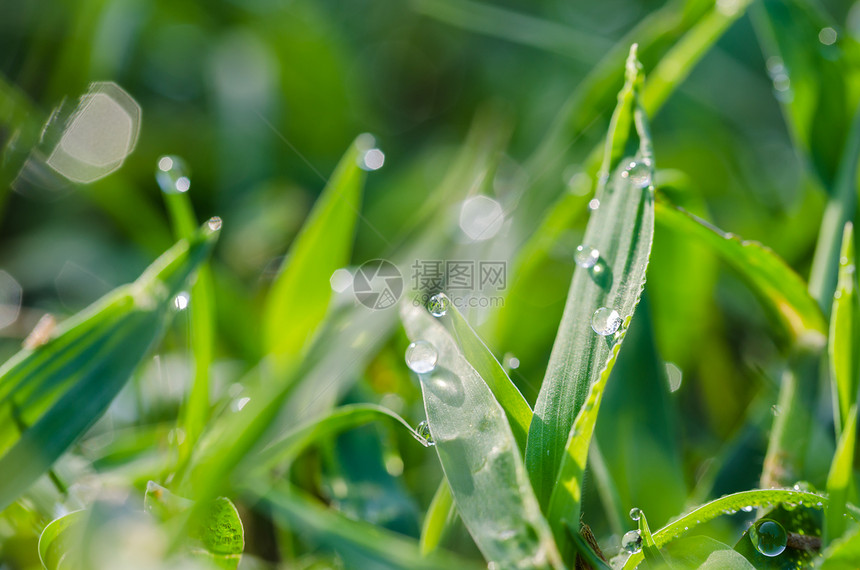 草和水滴草地花园叶子宏观生长植物环境液体生态绿色图片