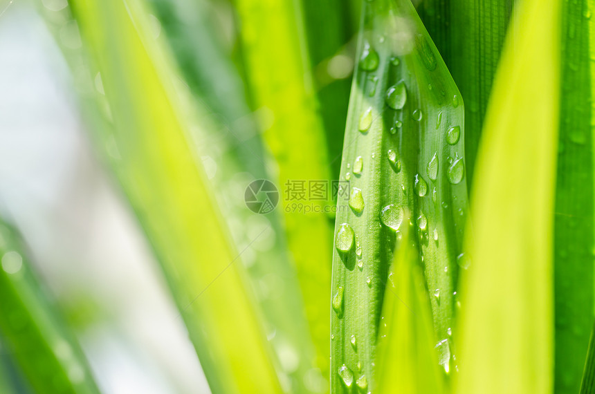 草和水滴叶子生长花园生态液体绿色宏观环境植物草地图片