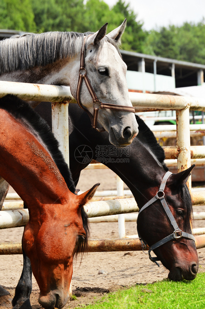 马厩附近的马匹农场野生动物食肉运动国家白色谷仓爱好运输动物图片