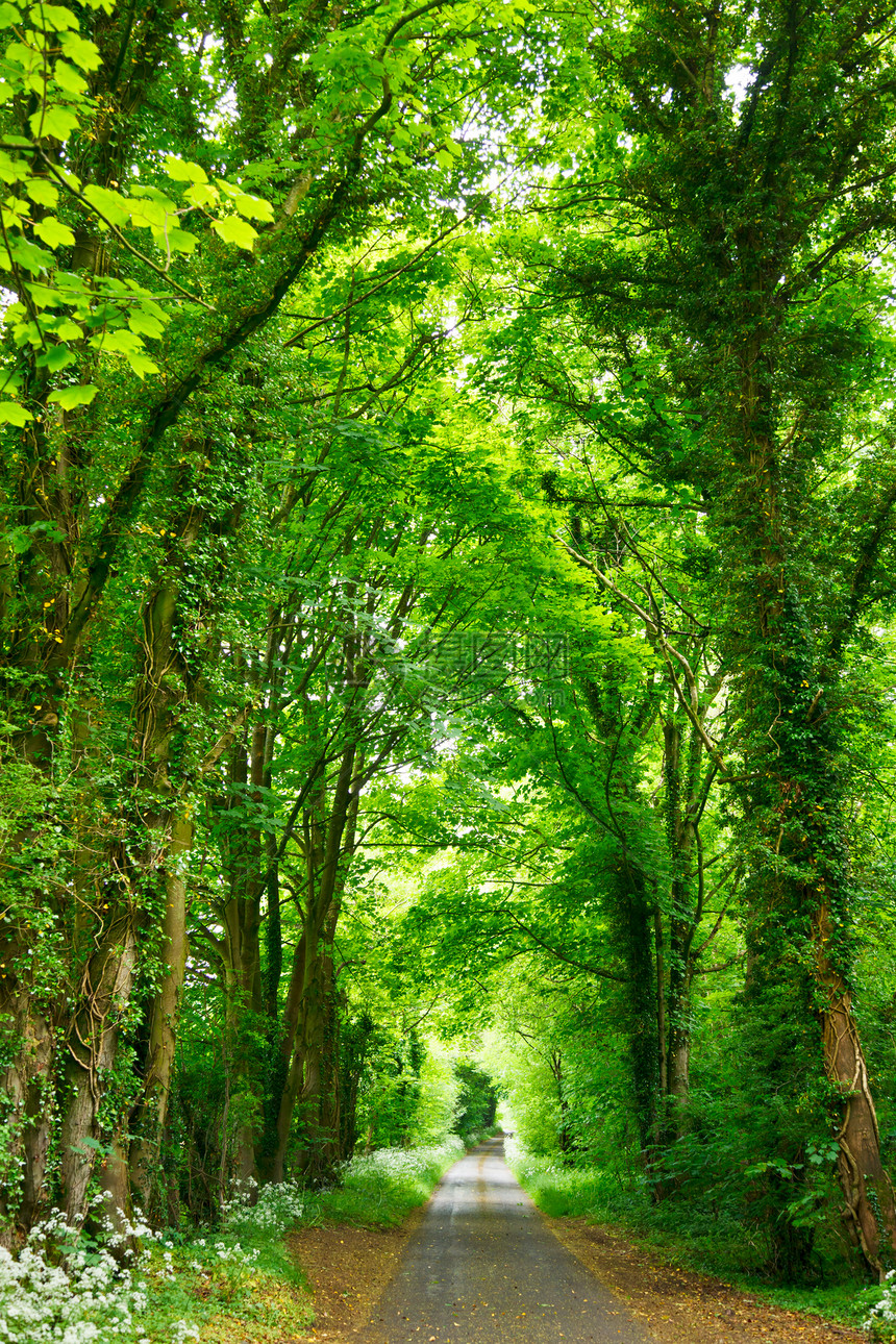 森林道路国家树木胡同车道途径环境小路城市灌木丛叶子图片