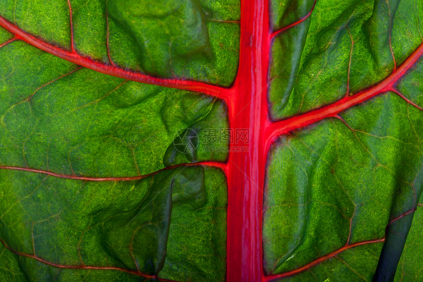 特写一个背后利叶生产灯光血管红色绿色宏观静脉叶子蔬菜食物图片