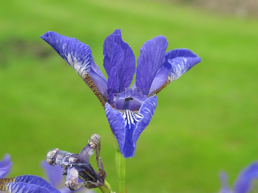 紫色 Iris植物花瓣花粉根茎花园图片