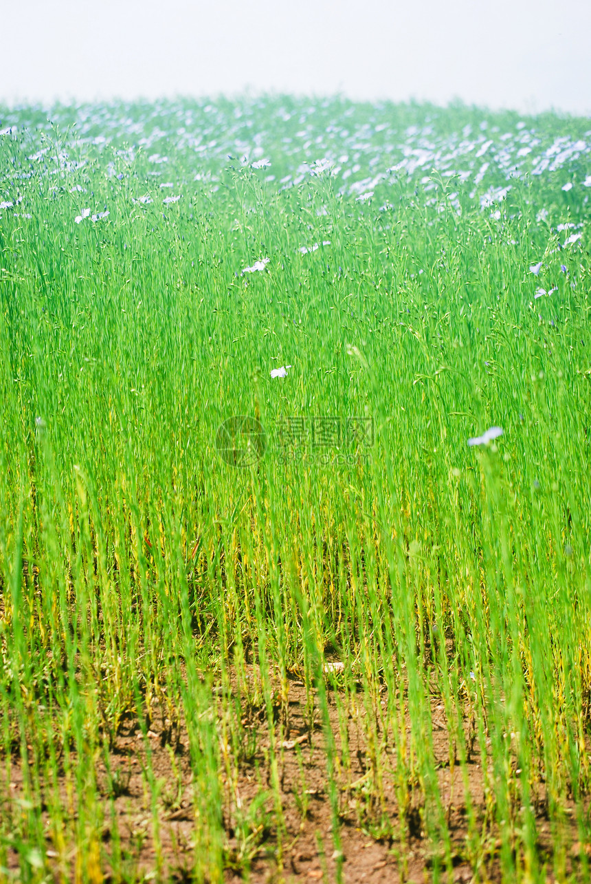 宽松字段植物群场地绿色纺织品农业蓝色灰色图片