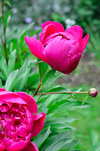 微小园艺植物群粉色绿色花园背景图片